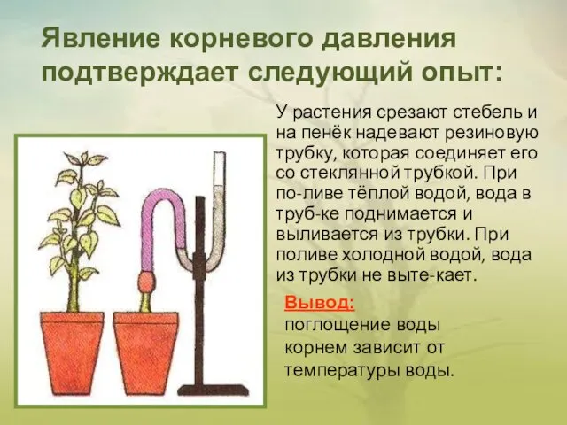 У растения срезают стебель и на пенёк надевают резиновую трубку,