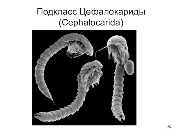 Подкласс Цефалокариды (Cephalocarida)