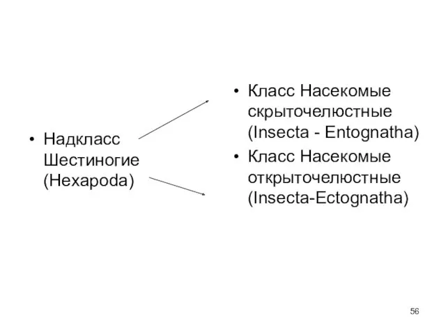 Надкласс Шестиногие (Hexapoda) Класс Насекомые скрыточелюстные (Insecta - Entognatha) Класс Насекомые открыточелюстные (Insecta-Ectognatha)