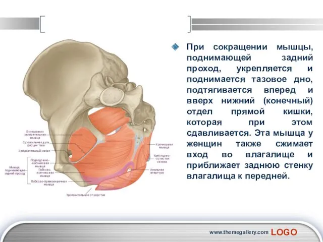 При сокращении мышцы, поднимающей задний проход, укрепляется и поднимается тазовое