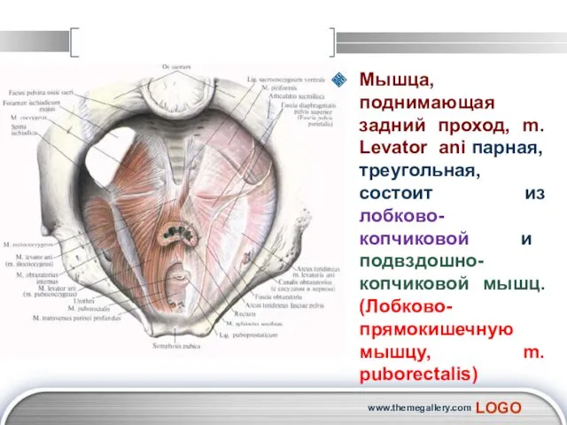 Мышца, поднимающая задний проход, m. Levator ani парная, треугольная, состоит