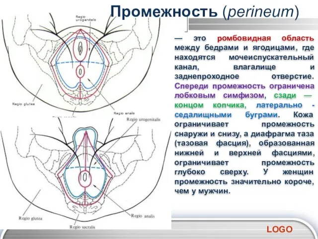 — это ромбовидная область между бедрами и ягодицами, где находятся