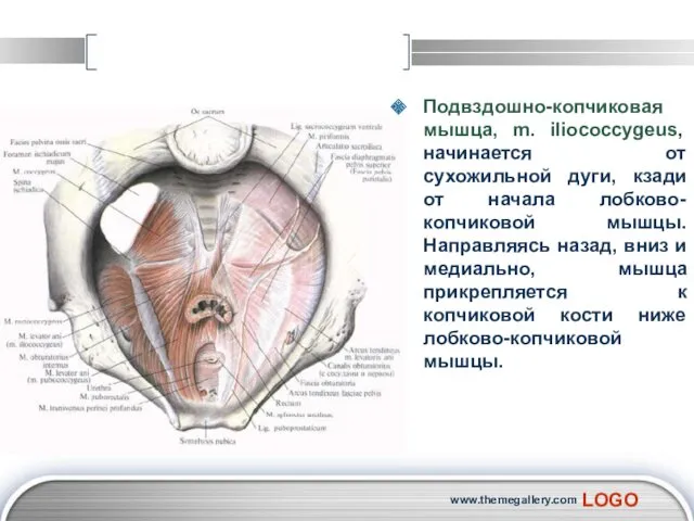 Подвздошно-копчиковая мышца, m. iliococcygeus, начинается от сухожильной дуги, кзади от