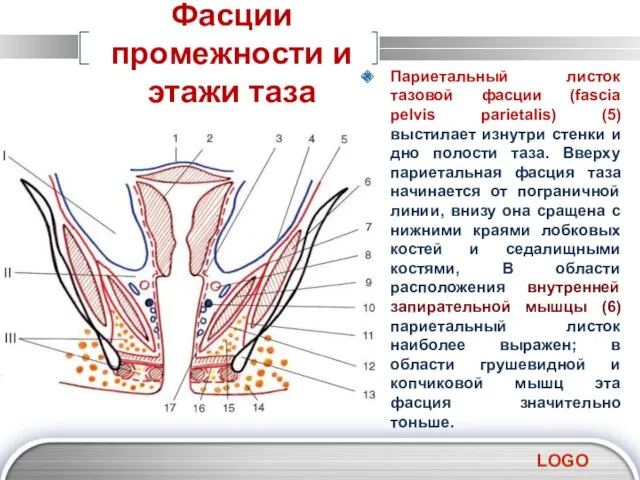 Фасции промежности и этажи таза Париетальный листок тазовой фасции (fascia