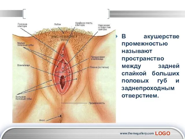В акушерстве промежностью называют пространство между задней спайкой больших половых губ и заднепроходным отверстием. www.themegallery.com