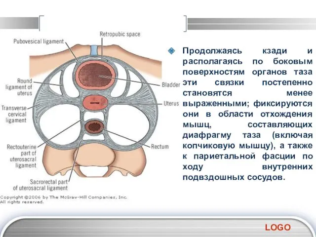 Продолжаясь кзади и располагаясь по боковым поверхностям органов таза эти