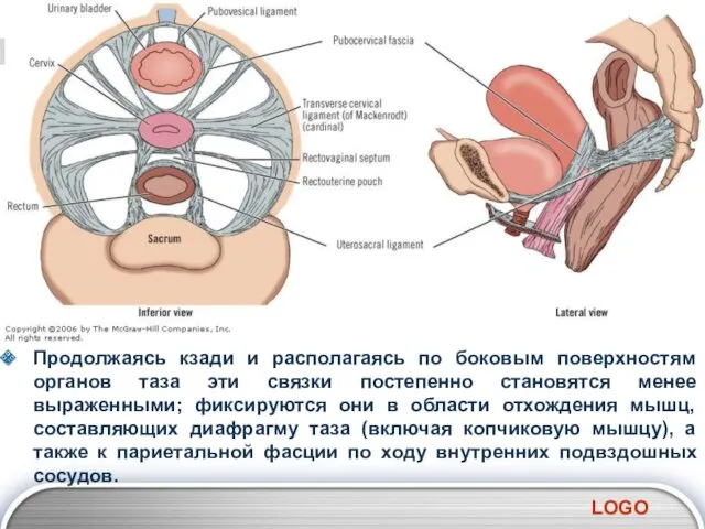 Продолжаясь кзади и располагаясь по боковым поверхностям органов таза эти