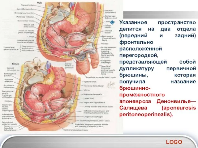 Указанное пространство делится на два отдела (передний и задний) фронтально