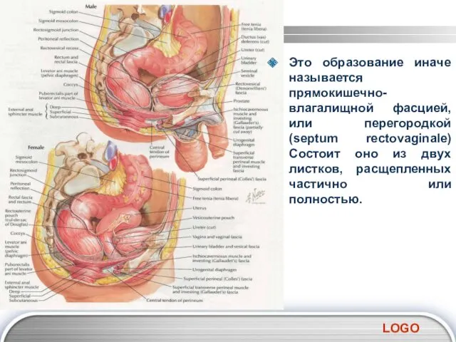 Это образование иначе называется прямокишечно-влагалищной фасцией, или перегородкой (septum rectovaginale)