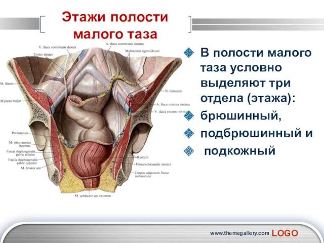 Этажи полости малого таза В полости малого таза условно выделяют