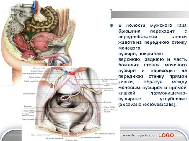 В полости мужского таза брюшина переходит с переднебоковой стенки живота