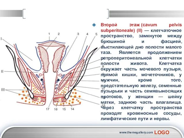 Второй этаж (cavum pelvis subperitoneale) (II) — клетчаточное пространство, замкнутое