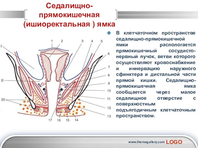 В клетчаточном пространстве седалищно-прямокишечной ямки распологается прямокишечный сосудисто-нервный пучок, ветви