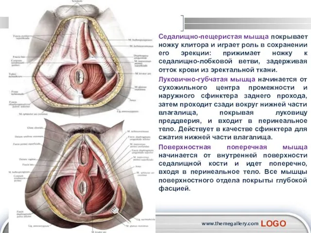 Седалищно-пещеристая мышца покрывает ножку клитора и играет роль в сохранении