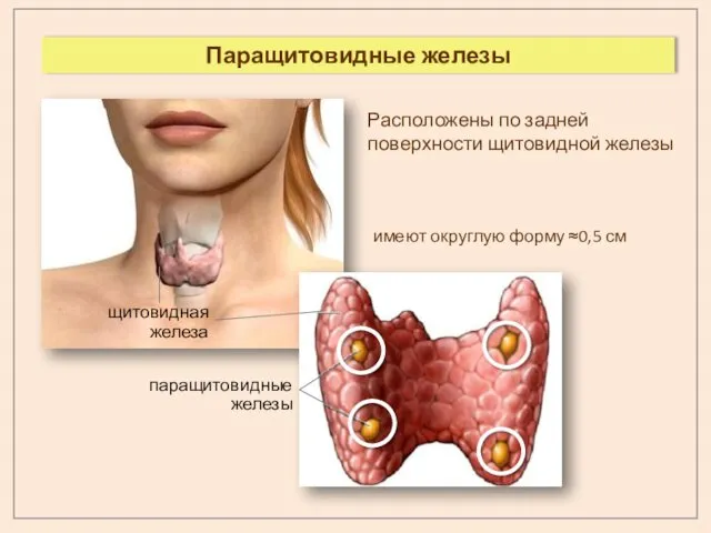 Паращитовидные железы Расположены по задней поверхности щитовидной железы имеют округлую