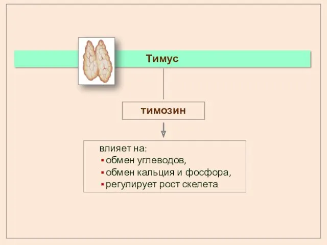 тимозин влияет на: обмен углеводов, обмен кальция и фосфора, регулирует рост скелета Тимус