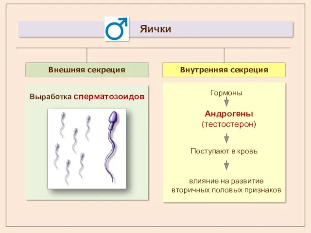 Внешняя секреция Внутренняя секреция Выработка сперматозоидов Гормоны Андрогены (тестостерон) влияние