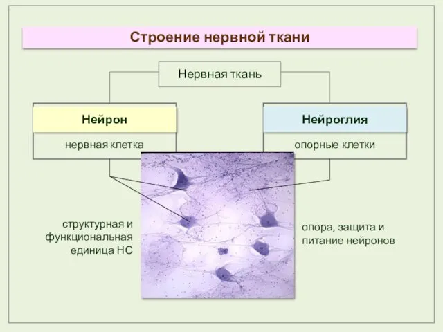 опорные клетки нервная клетка Нервная ткань Нейроглия Нейрон структурная и