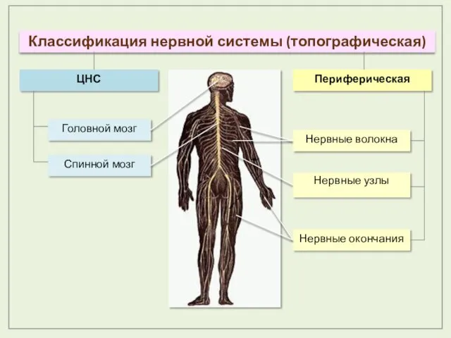 Классификация нервной системы (топографическая)