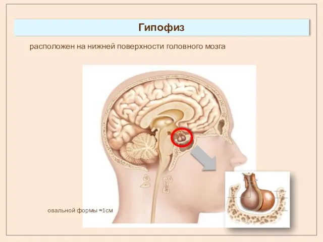 Гипофиз расположен на нижней поверхности головного мозга овальной формы ≈1см