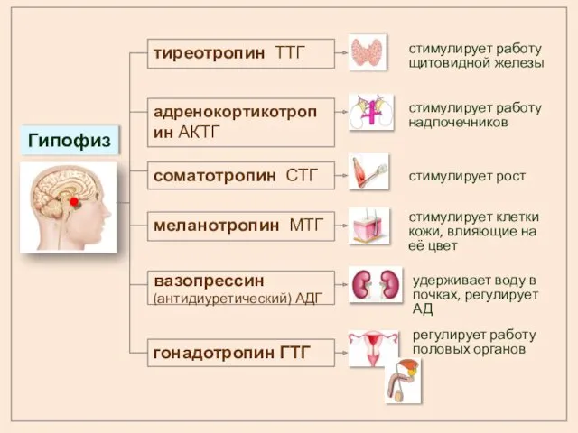 соматотропин СТГ тиреотропин ТТГ адренокортикотропин АКТГ гонадотропин ГТГ меланотропин МТГ