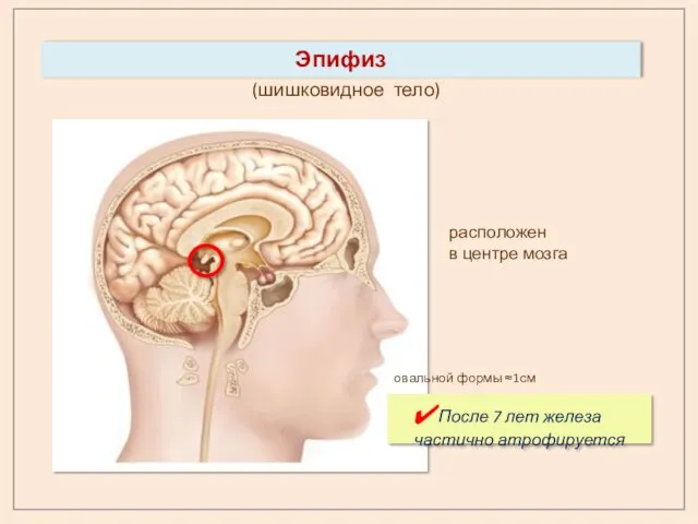 Эпифиз (шишковидное тело) овальной формы ≈1см расположен в центре мозга После 7 лет железа частично атрофируется
