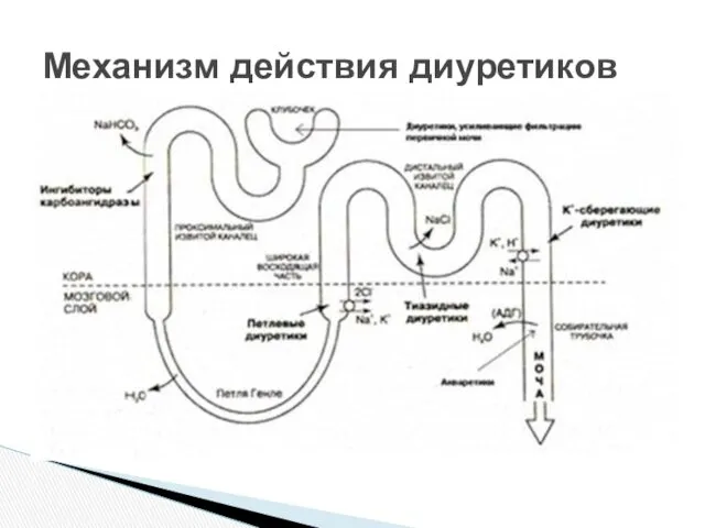 Механизм действия диуретиков