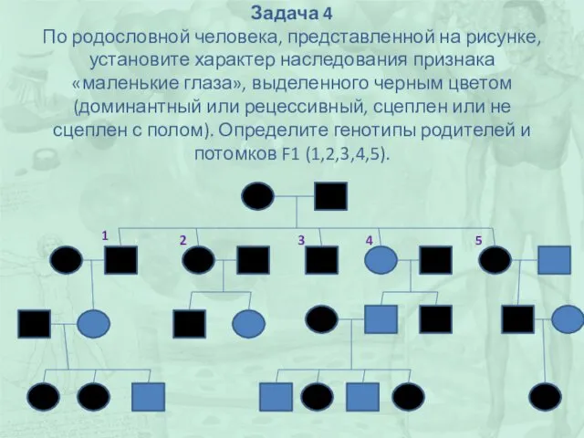 Задача 4 По родословной человека, представленной на рисунке, установите характер