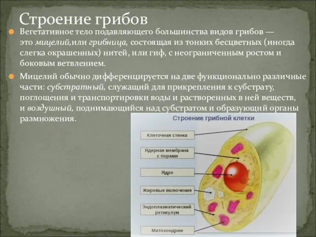 Вегетативное тело подавляющего большинства видов грибов — это мицелий,или грибница,