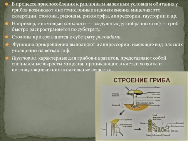 В процессе приспособления к различным наземным условиям обитания у грибов