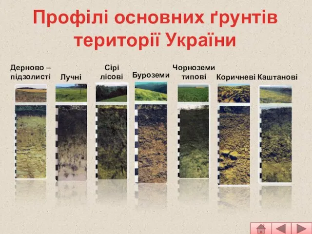 Дерново – підзолисті Сірі лісові Чорноземи типові Каштанові Лучні Буроземи Коричневі Профілі основних ґрунтів території України