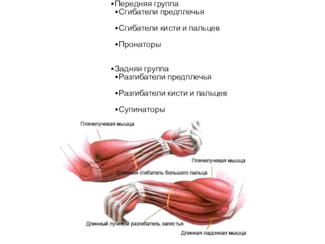 Мышцы предплечья Передняя группа Сгибатели предплечья Сгибатели кисти и пальцев