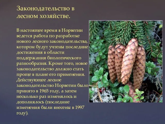 Законодательство в лесном хозяйстве. В настоящее время в Норвегии ведется