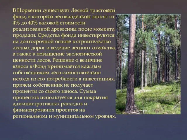 В Норвегии существует Лесной трастовый фонд, в который лесовладельцы вносят