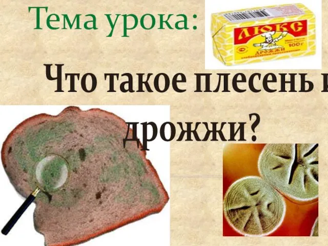 Что такое плесень и дрожжи? Тема урока: