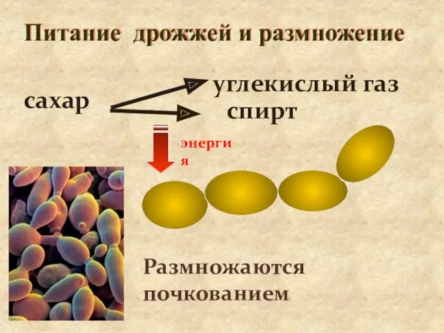 Питание дрожжей и размножение сахар углекислый газ спирт энергия Размножаются почкованием