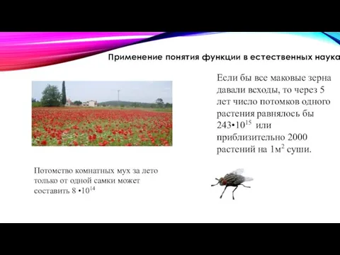 Если бы все маковые зерна давали всходы, то через 5 лет число потомков