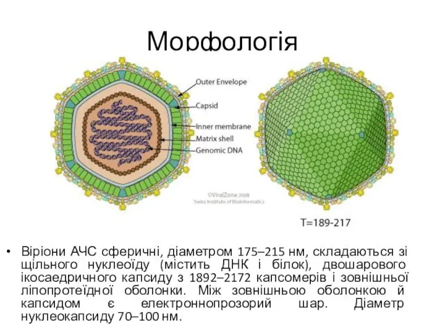 Морфологія Віріони АЧС сферичні, діаметром 175–215 нм, складаються зі щільного