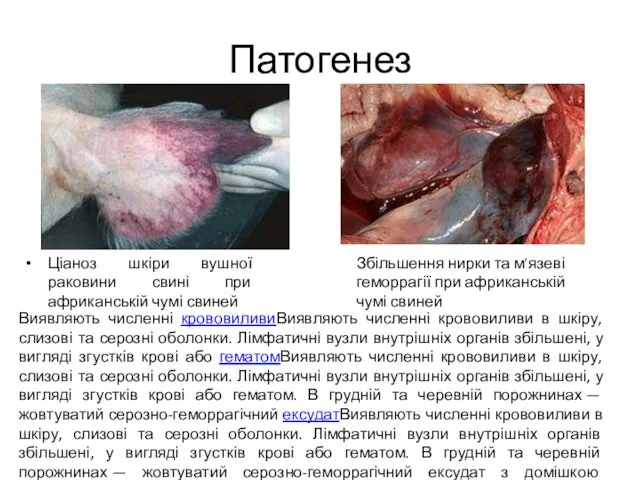 Патогенез Ціаноз шкіри вушної раковини свині при африканській чумі свиней