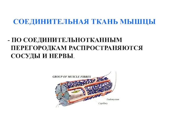 СОЕДИНИТЕЛЬНАЯ ТКАНЬ МЫШЦЫ - ПО СОЕДИНИТЕЛЬНОТКАННЫМ ПЕРЕГОРОДКАМ РАСПРОСТРАНЯЮТСЯ СОСУДЫ И НЕРВЫ.