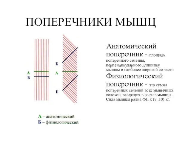 ПОПЕРЕЧНИКИ МЫШЦ Анатомический поперечник - площадь поперечного сечения, перпендикулярного длиннику