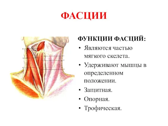 ФАСЦИИ ФУНКЦИИ ФАСЦИЙ: Являются частью мягкого скелета. Удерживают мышцы в определенном положении. Защитная. Опорная. Трофическая.