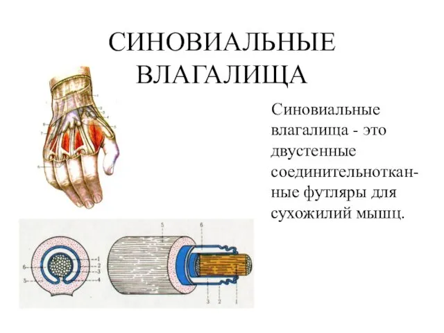 СИНОВИАЛЬНЫЕ ВЛАГАЛИЩА Синовиальные влагалища - это двустенные соединительноткан-ные футляры для сухожилий мышц.