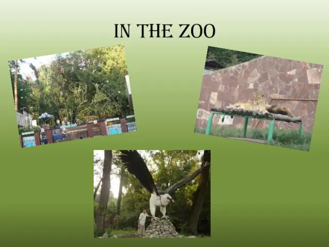 In the zoo