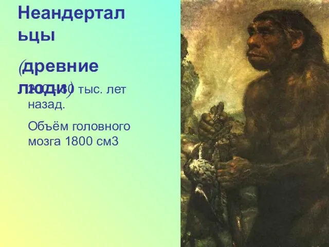 Неандертальцы (древние люди) 200 - 30 тыс. лет назад. Объём головного мозга 1800 см3