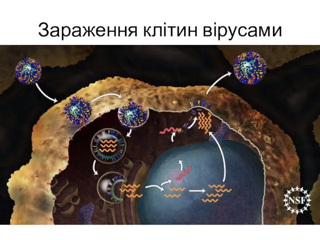 Зараження клітин вірусами