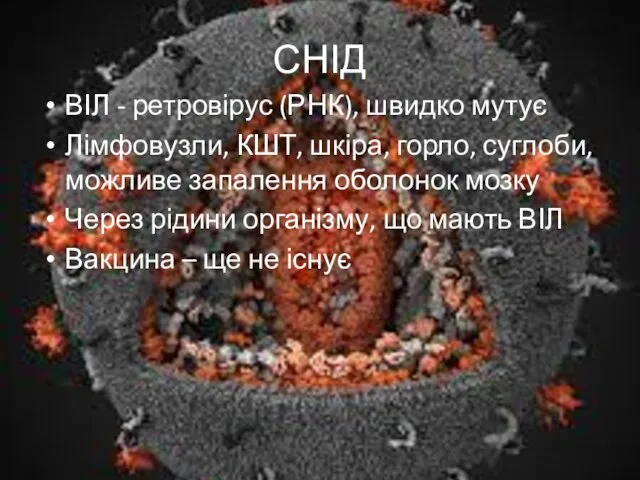СНІД ВІЛ - ретровірус (РНК), швидко мутує Лімфовузли, КШТ, шкіра,