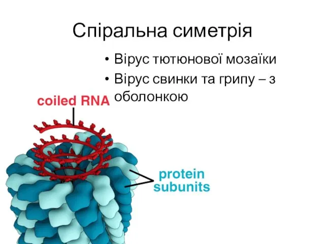 Спіральна симетрія Вірус тютюнової мозаїки Вірус свинки та грипу – з оболонкою