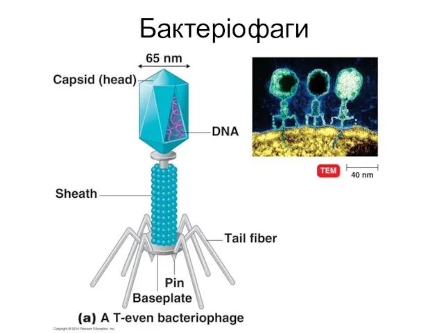 Бактеріофаги