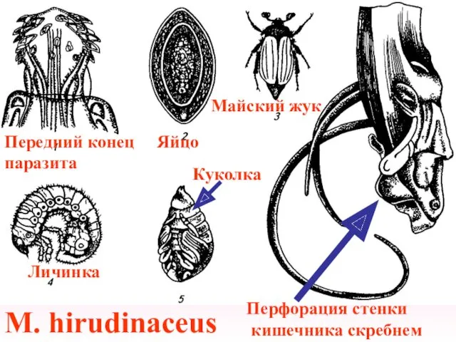 M. hirudinaceus Передний конец паразита Яйцо Майский жук Личинка Куколка Перфорация стенки кишечника скребнем